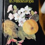 Bäume in Mitteleuropa